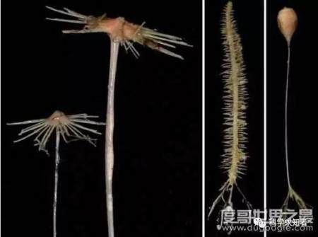 探索海底一万米有多恐怖, 拥有数不尽的怪异生物