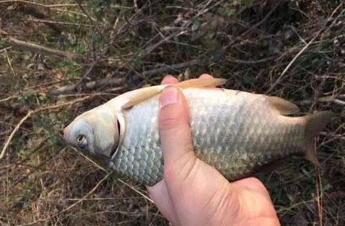 独特神秘的鲫鱼饵料，百发百中，不知你用过几种?