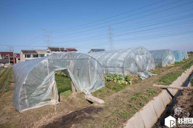 野菜住进大棚卖得比肉还要贵 现在吃正好