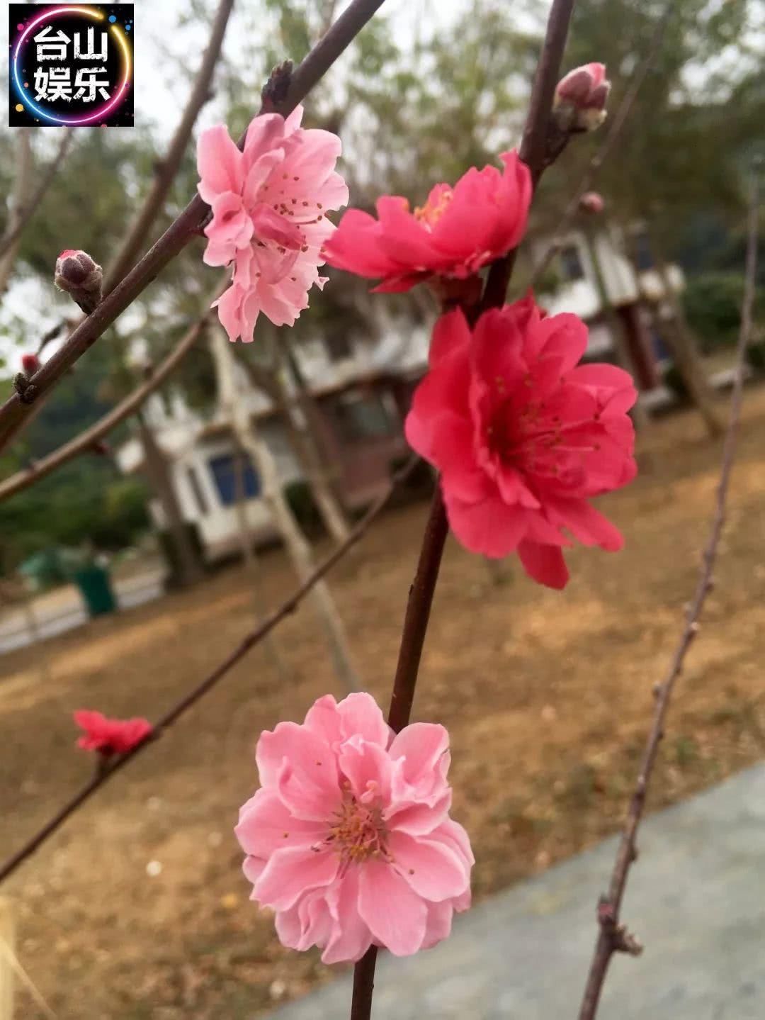 台山海宴又一处“赏花”好地方！你要来转下桃花运吗？