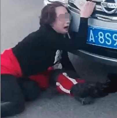宠物狗从美女掉落1砸在阳台动漫美女吊带袜的车上,接下来狗主图片