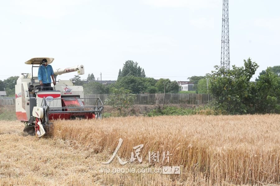 浙江德清:小麦开镰