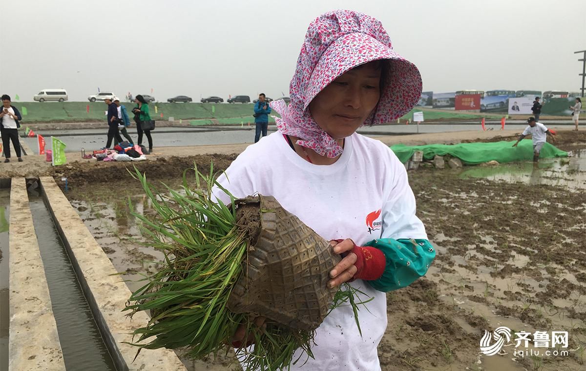 盐碱滩上也能种水稻!青岛海水稻插秧正进行