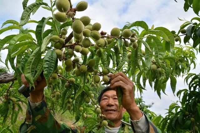 桃树栽培技术｜桃树采后落叶前三项管理要点