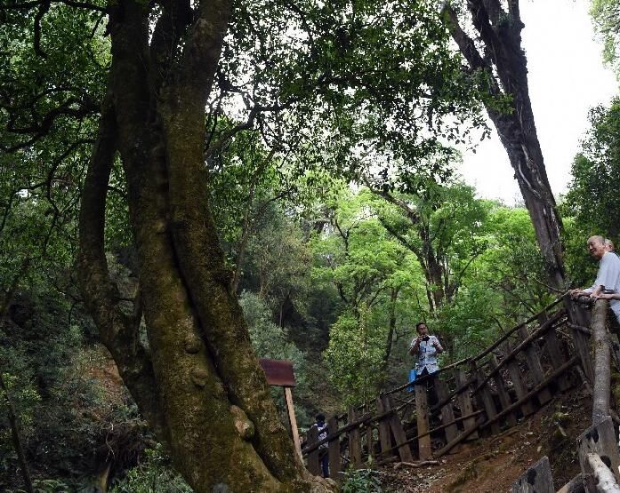 大山深处的中国第一村，每家每户都是千万富翁，满山都是摇钱树!