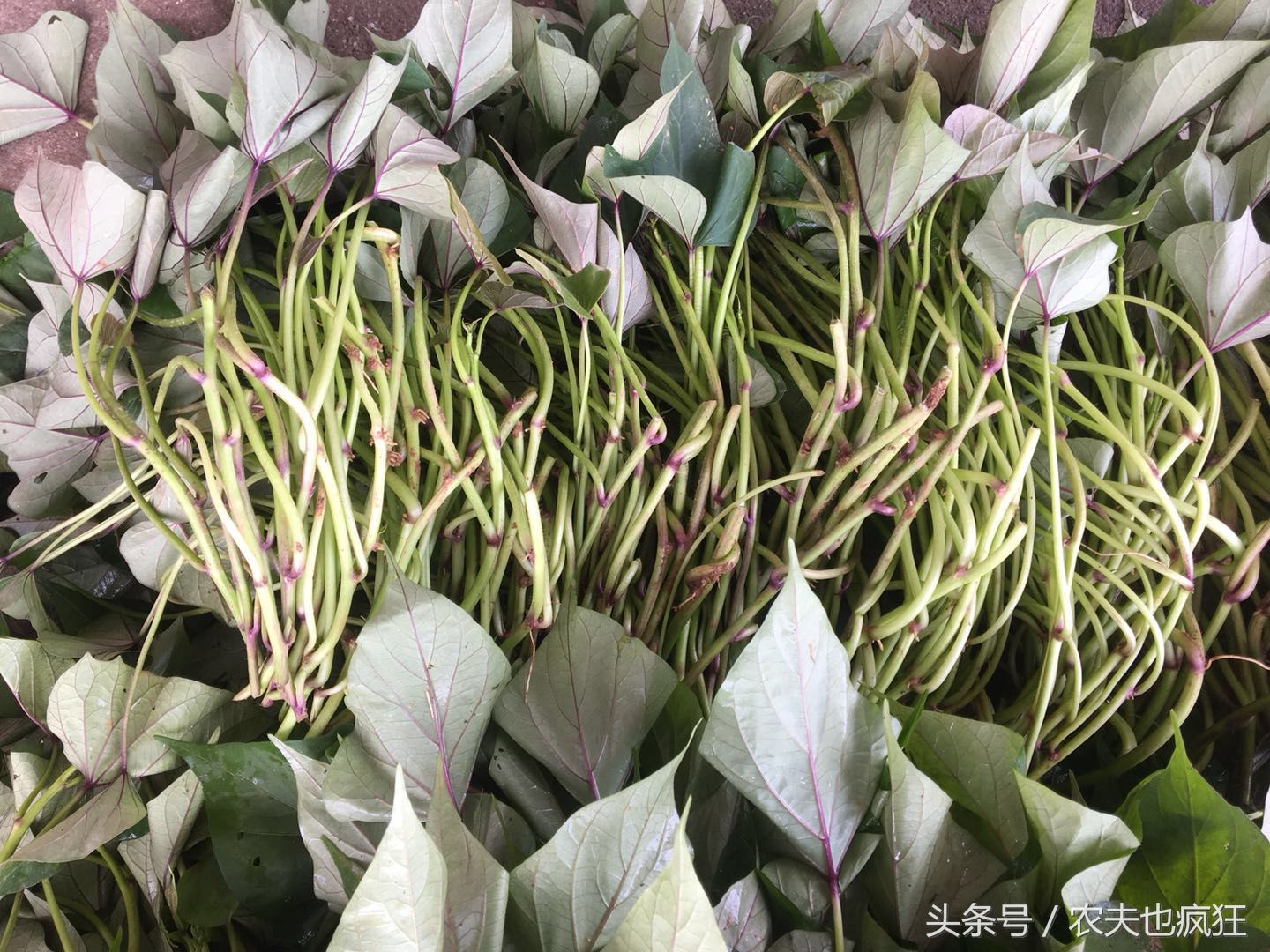 农村老话说横栽番薯竖栽葱,你知道如何种红薯