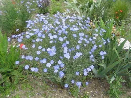 12种花朵五颜六色的夏季花卉，种在院子里就能开花灿烂