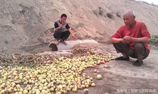 “蒜你贱”“豆你玩”“花生殇”……今年农作物怎么了？伤农何时