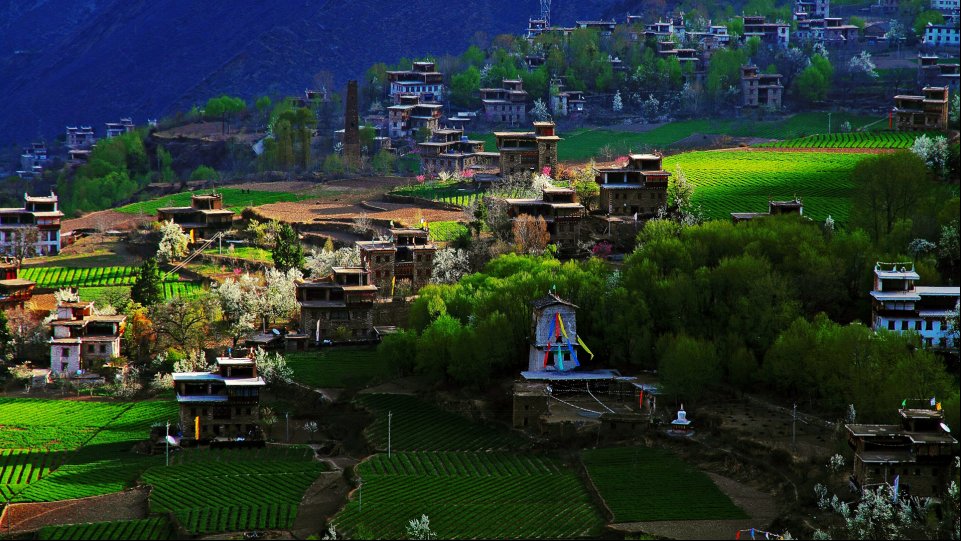 中国最美乡村丹巴 迎来梨花的最佳观赏期