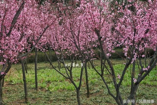 春色满园关不住：洛阳隋唐植物园