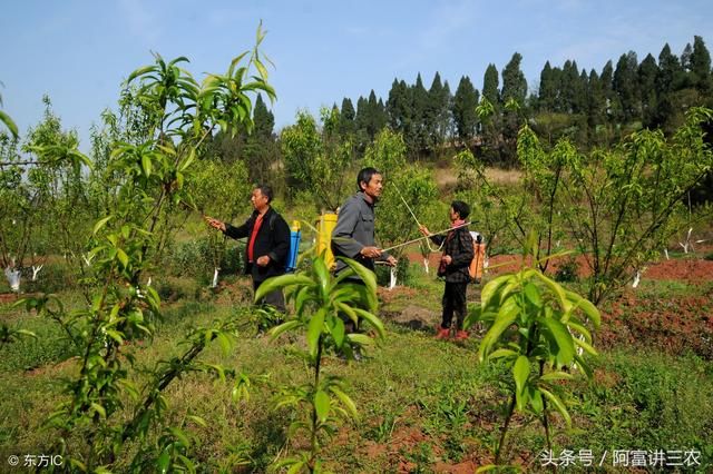 学会这几招,你种的李子将是别人的两倍