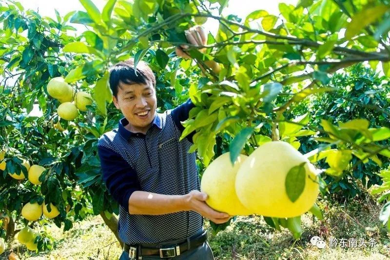 岑巩县大力发展林业产业推动乡村振兴略记