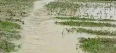 收藏:中药材地下害虫的综合防治