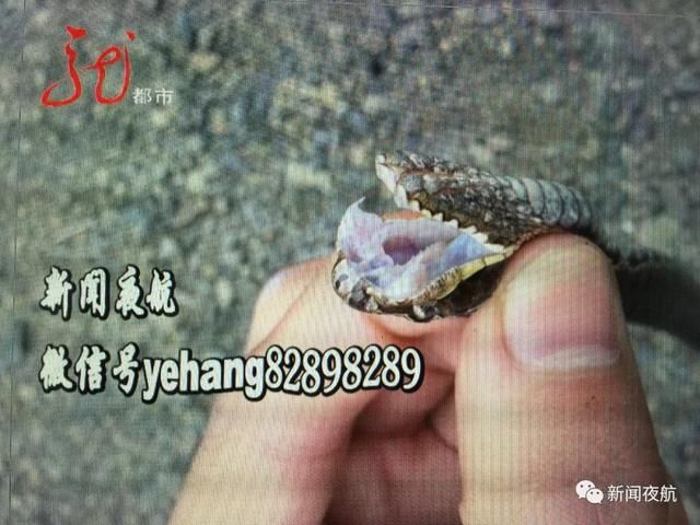 有毒!男子上山挖野菜被“土球子”袭击,紧急救治!医生说:切不