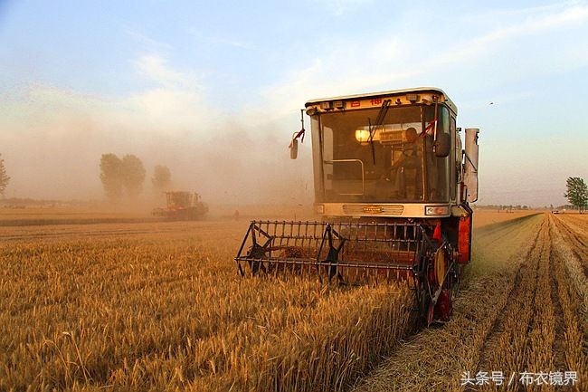 2018年豫北小麦大幅减产,已成事实,看看3县农