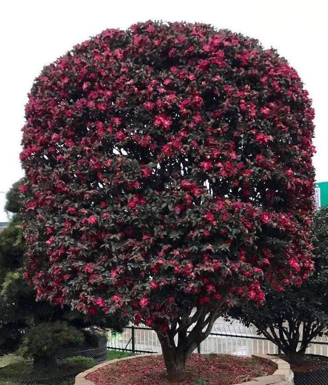 有钱任性！土豪们最爱选的庭院树，你选对了吗？