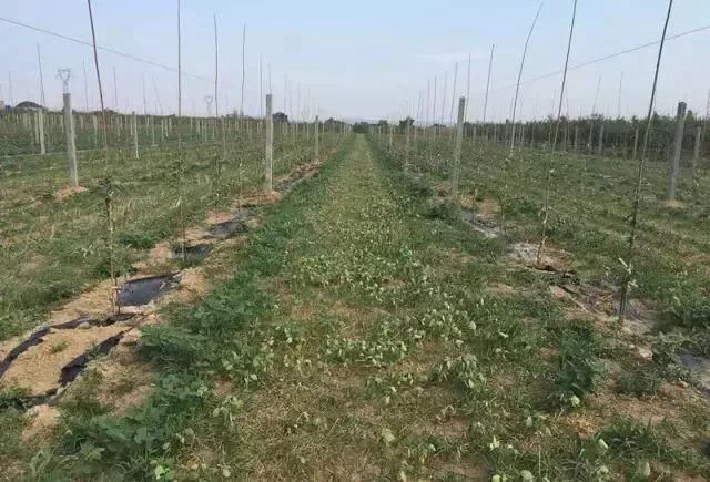 还在除草吗？不瞒你说，果园生草的好处实在太多！