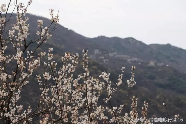 宁波四明山上这个神秘村庄，被樱桃花包围，如同世外桃源