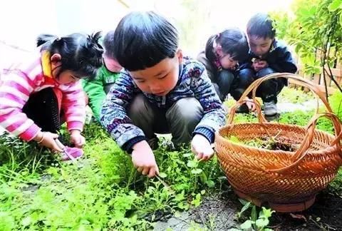 农村的野菜荠荠菜竟有这么多功效， 春季不吃待何时？
