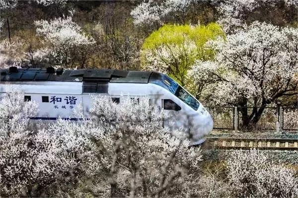 别去日本了！北京这趟6元小火车，带你穿越绝美樱花！沿途风景惊