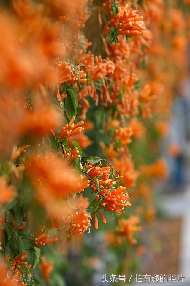 旺旺旺！爆竹花开，带来了好年华！春节到华南农业大学去赏花！