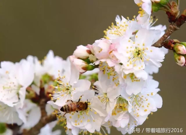 宁波四明山上这个神秘村庄，被樱桃花包围，如同世外桃源