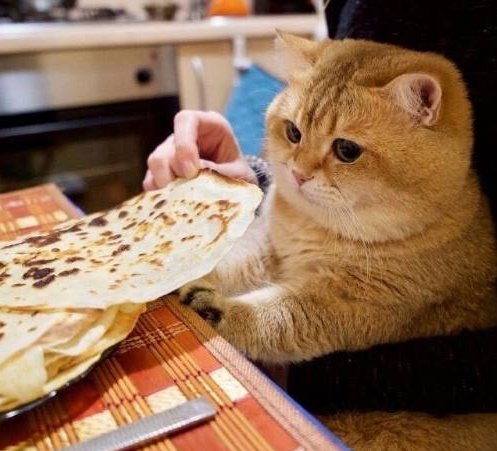 女孩收养了一只橘猫,养了半年后画风突变,网友