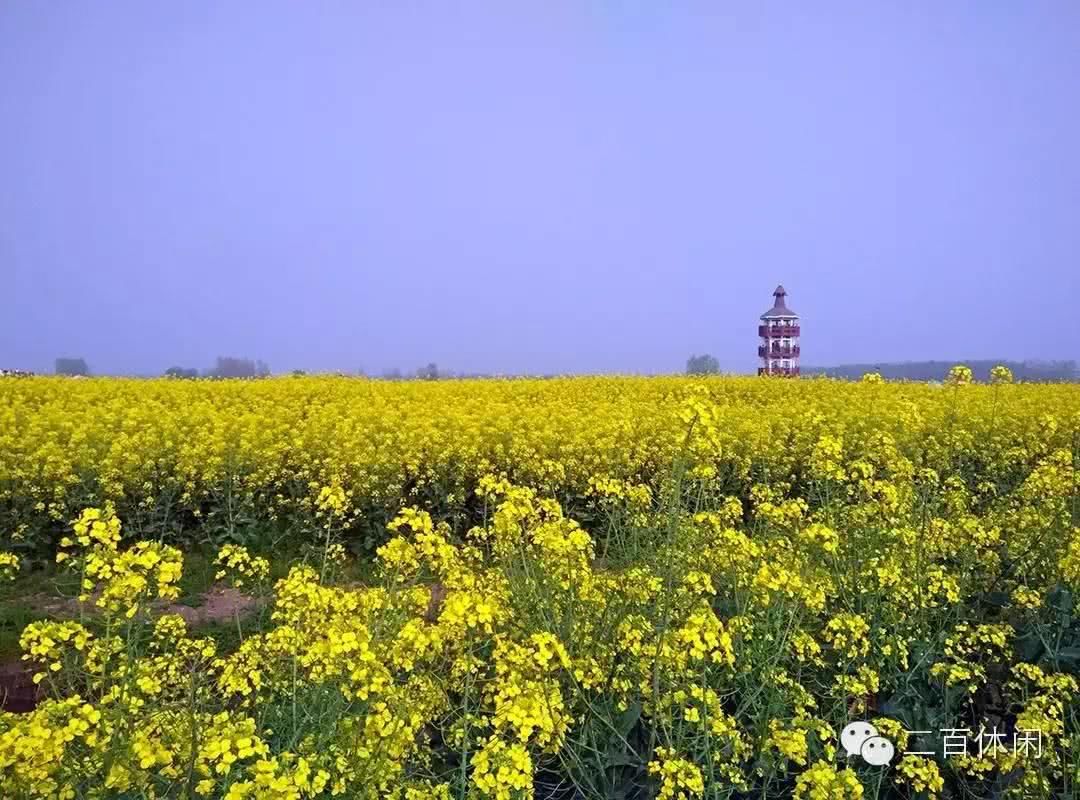 在那油菜花盛开的地方