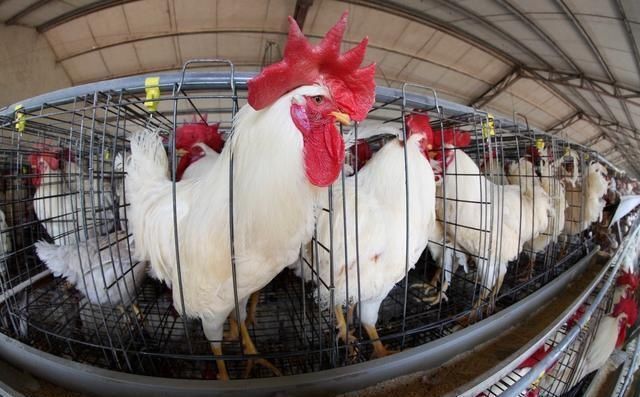 随时关闭养殖场?2018年养殖业的大动作就要来