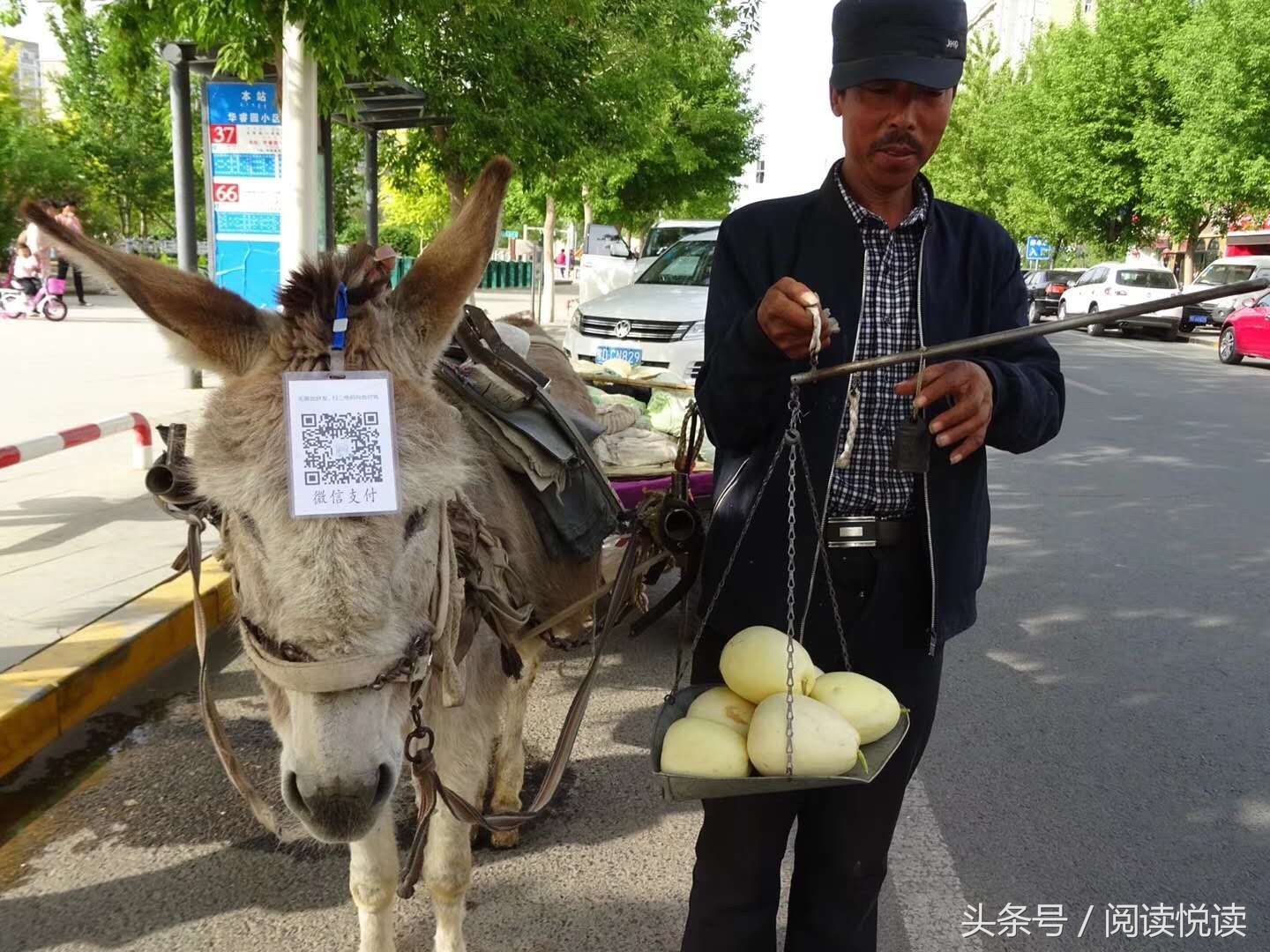 农民进城卖香瓜 驴头佩戴二维码