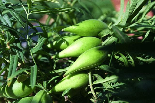 农村香甜野果奶瓜瓜，合适宝宝和孕期妈妈的补钙野果，120元一斤