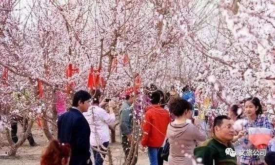 乡约大雁滩，杏好有你来第四届杏花旅游文化节盛大开幕!美好的时