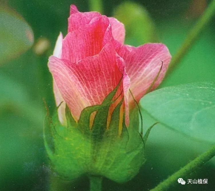 新疆棉花订单式生产逐渐推广