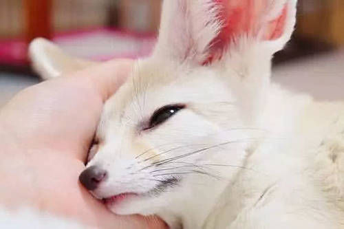 刚被骗完养无毛猫,又被岛国小姐姐骗去养狐狸