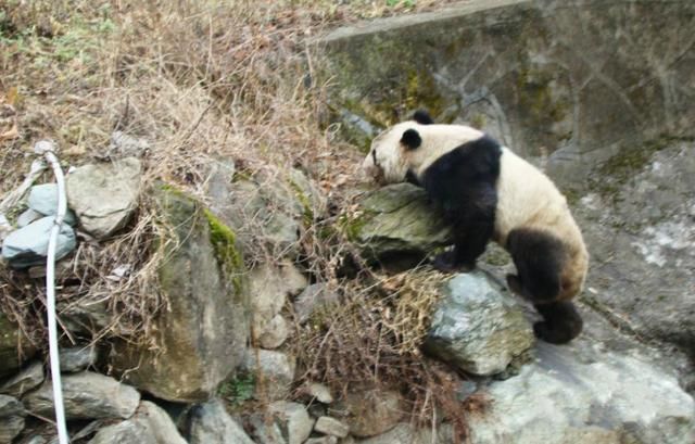 隐于山坳中的甘肃“小上海”，冬暖夏凉，连大熊猫都来了