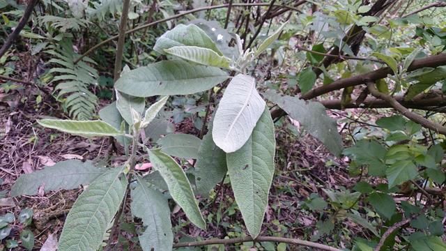 农村的大风叶,药用价值高,医生一般不愿意告诉你