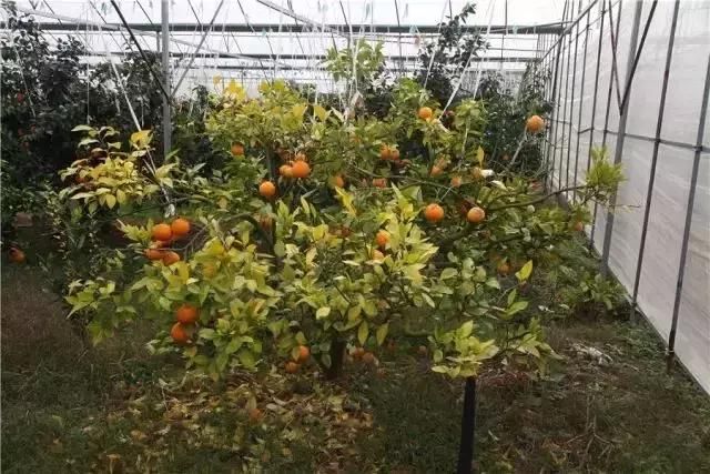 大棚种植柑橘有前途吗?直面柑橘设施栽培的三