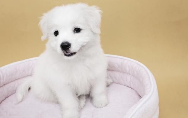 生肖狗注意了:6月有一大横钱财向你“飘”来，之后你将富的流油