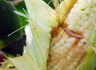 柳州害虫防治 柳州害虫防治