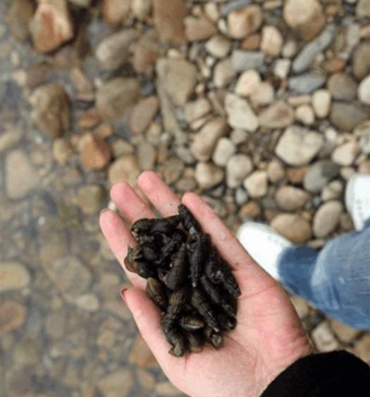 只在山间溪流中才有的美食野味，经《舌尖》拍摄后成为了土豪菜！