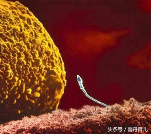 在备孕期间,早孕试纸最早在什么时间测出怀孕