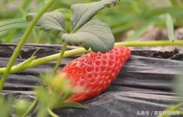 揭秘香蕉草莓!到底是什么品种?为何长的像香蕉