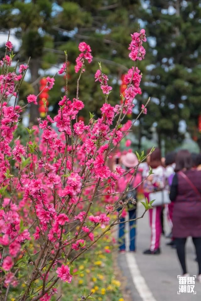 大夫山21年后大变样！400亩园林花海，广州开上高速都要来踏春！