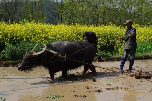 为什么农村老人还要继续干活，老农民的话凄凉泪下，扎心了！