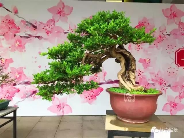 一组海岛黄杨盆景作品欣赏 感谢大自然的慷慨馈赠