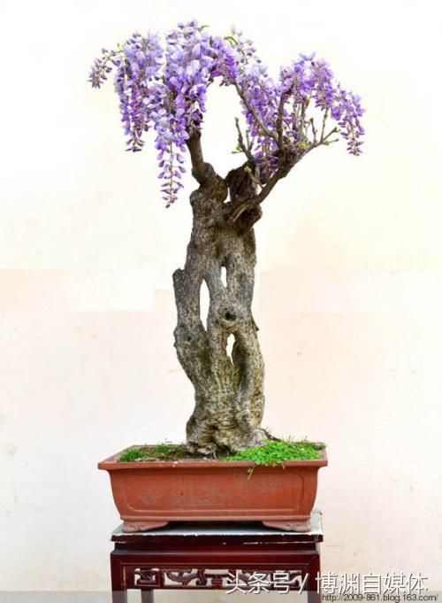 移栽紫藤花时需注意的事项!