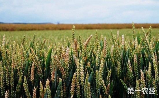 2018年国家种植补贴政策有哪些?玉米、水稻、