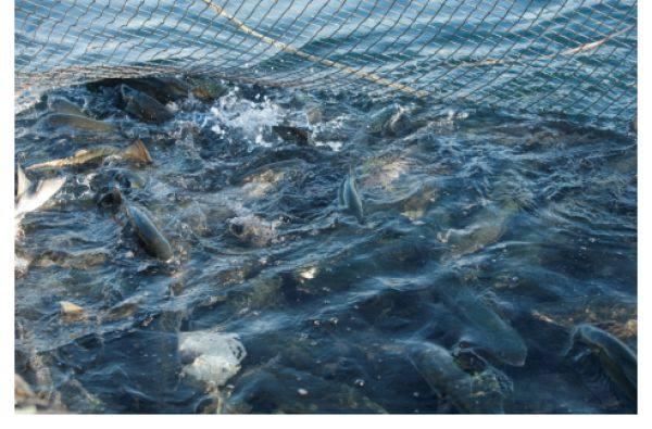 欧洲这个发达国家,紧贴着世界级的大渔场,他们