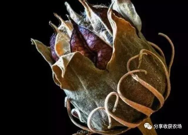 转基因农作物-未实现的承诺和平坦的学习曲线