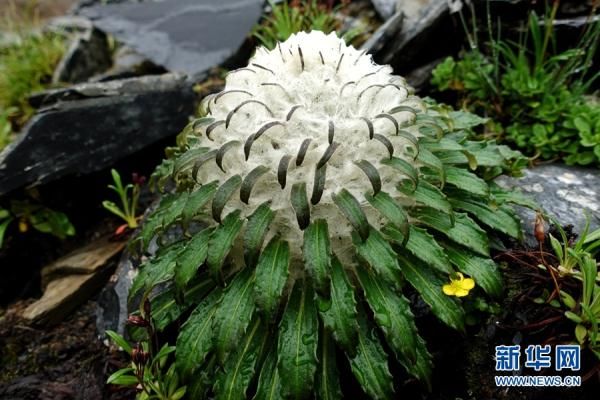 生长在云南迪庆的"神奇植物"